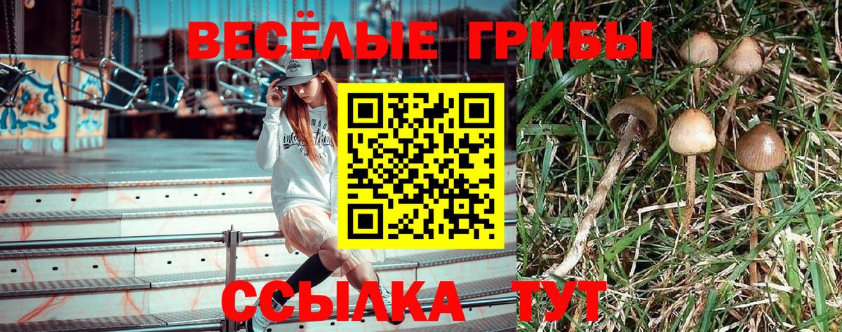 Псилоцибиновые грибы Cubensis Горно-Алтайск